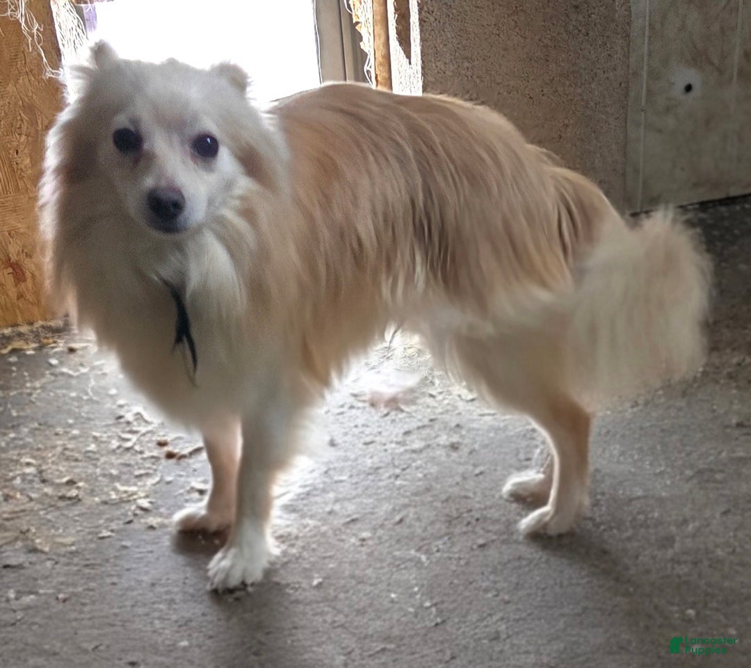 Pomapoo dogs for sale: Pomapoo Puppy 4 - Ad 4