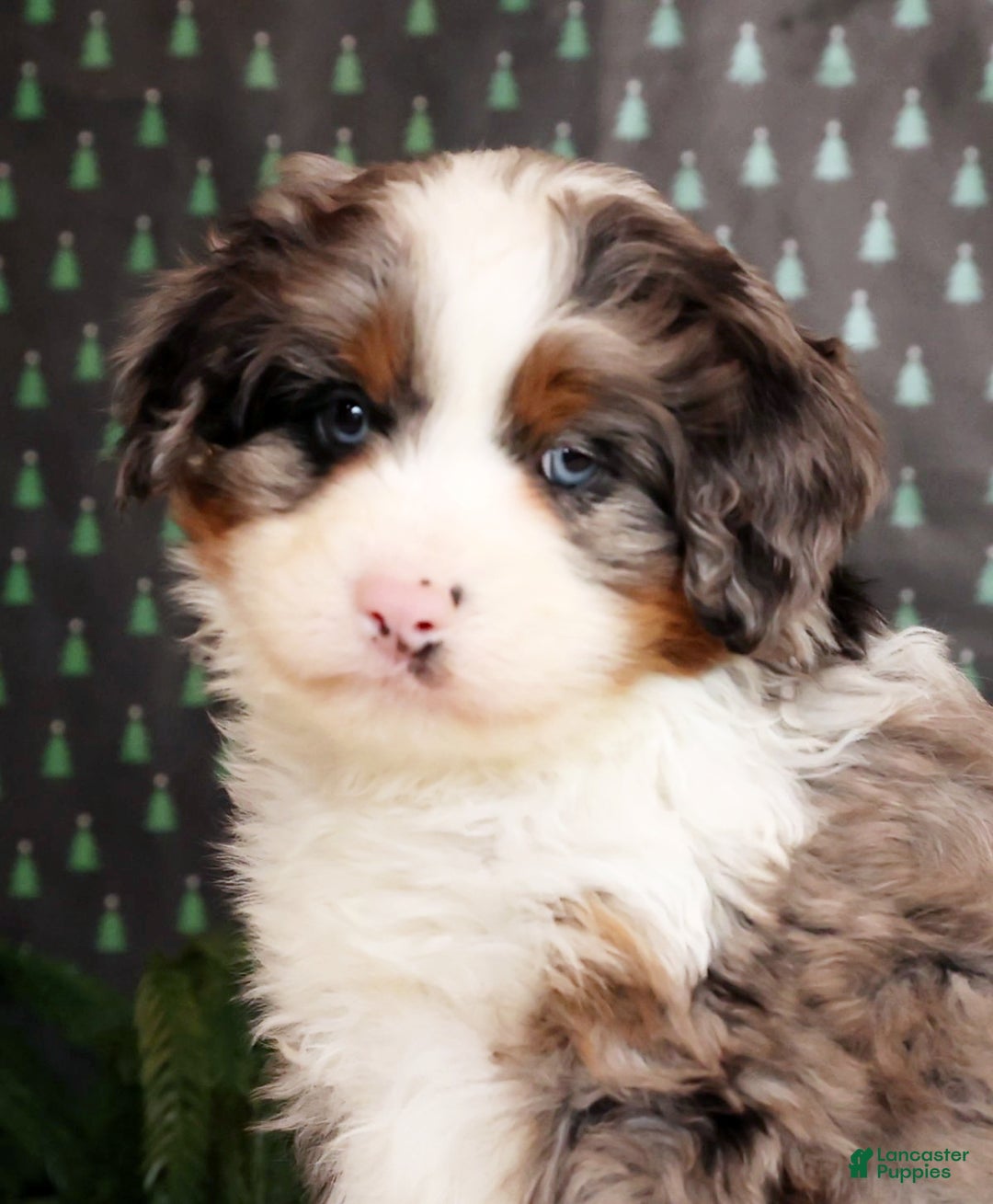 Mini Bernedoodle dogs for sale: River - Ad 9