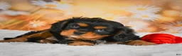 Cavalier King Charles Spaniel dogs for sale: Sammy - Ad 6