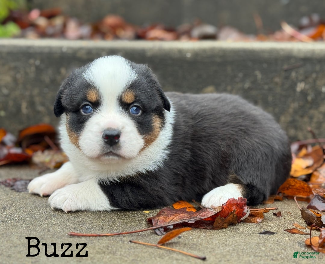 Mixed Breed dogs for sale: Buzz - Ad 3