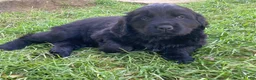 Newfoundland dogs for sale: Sunshine - Ad 14