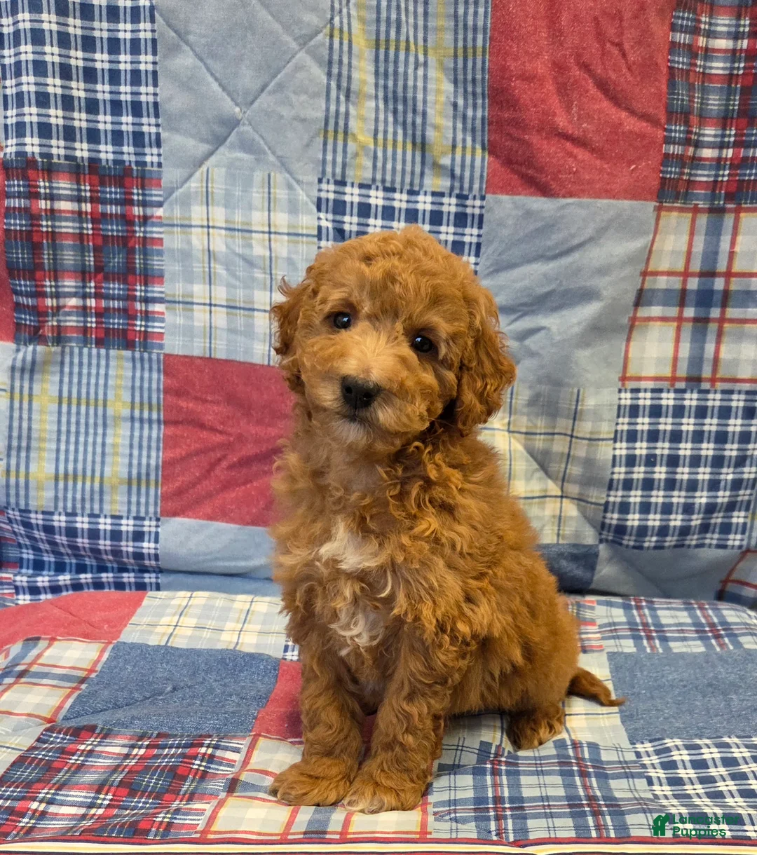 Mini Goldendoodle dogs for sale: Ryan  - Ad 4
