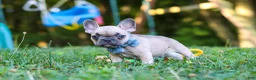 French Bulldog dogs for sale: Rocky - Ad 3
