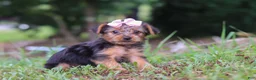 Yorkshire Terrier dogs for sale: Lola - Ad 6
