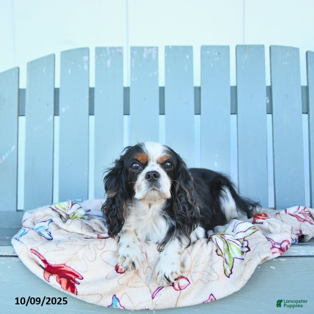 Cavalier King Charles Spaniel dogs for sale: Daisy - Ad 6