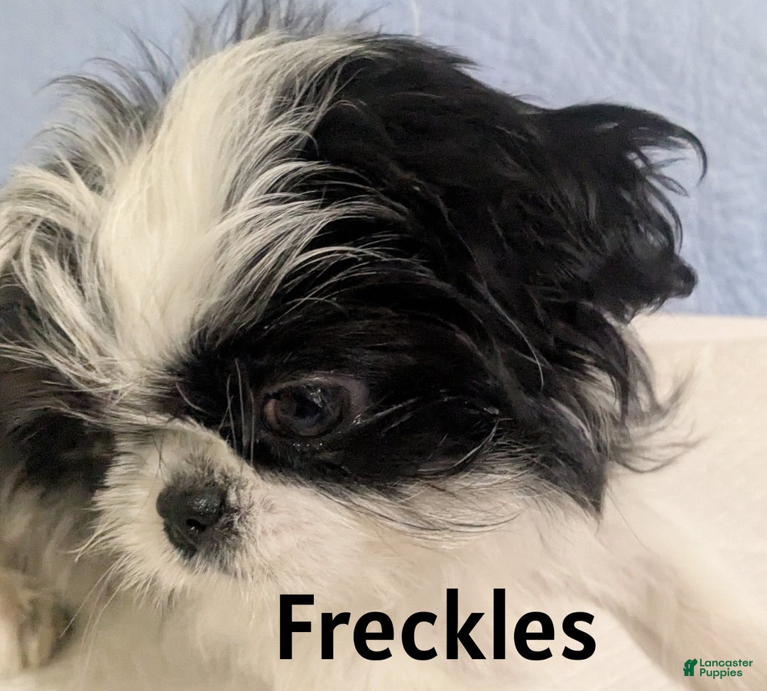 Shih Tzu dogs for sale: Shih Tzu Imperial AKC Females  - Ad 2