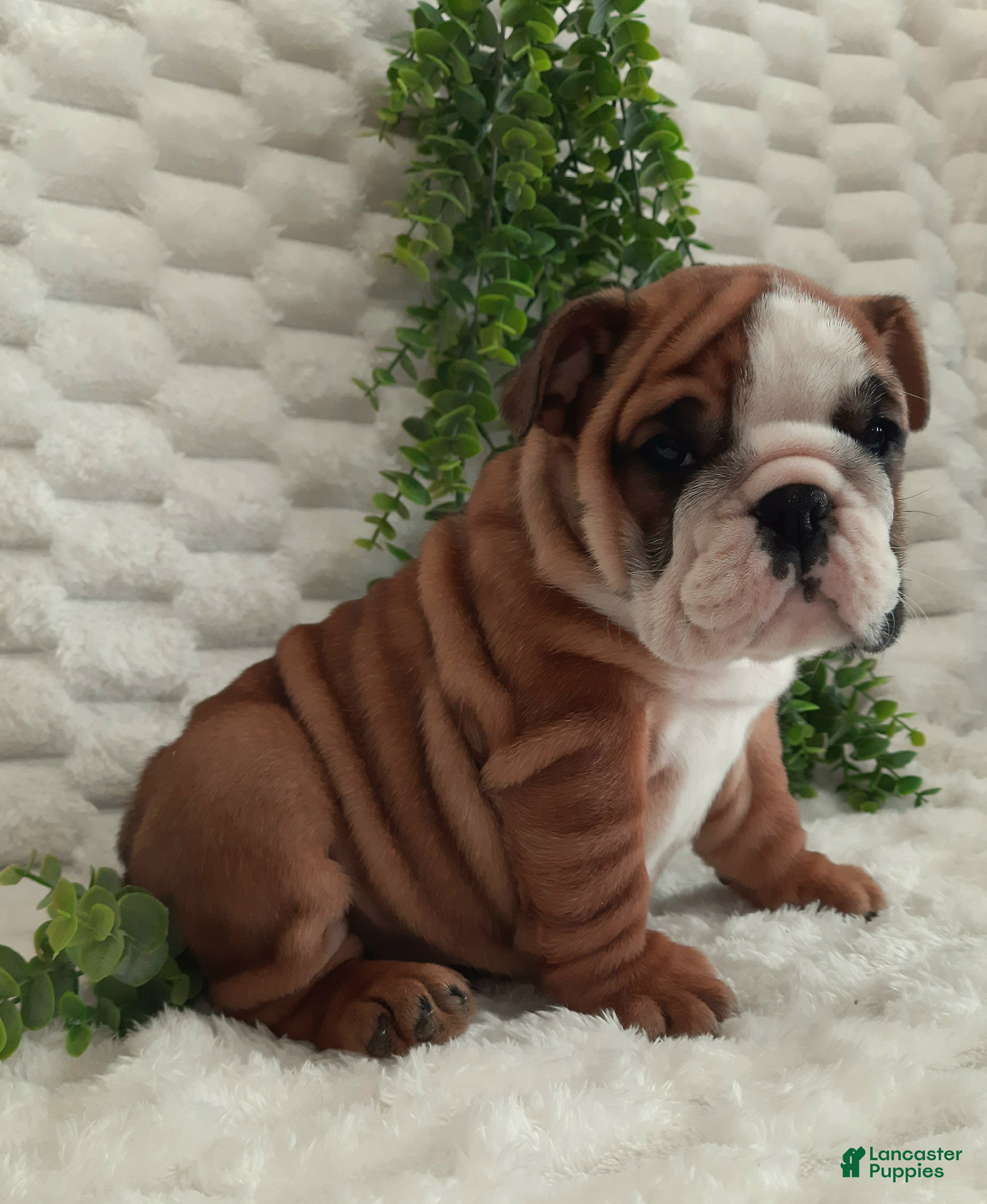 English Bulldog dogs Dana - Ad 4