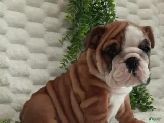 English Bulldog dogs Dana - Ad 2