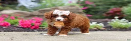 Cavapoo dogs for sale: Ellie - Ad 9