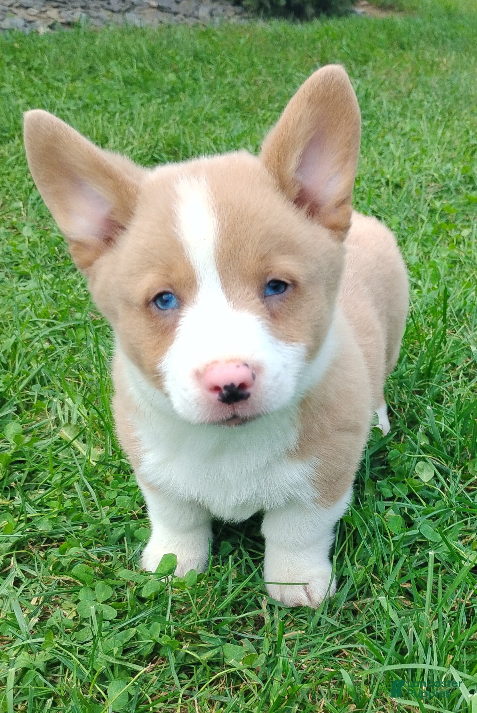 Welsh Corgi Pembroke dogs Ozzy - Ad 2