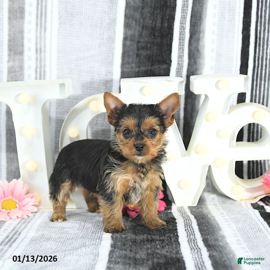 Yorkshire Terrier dogs Mia  - Ad 4