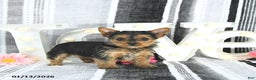 Yorkshire Terrier dogs for sale: Mia  - Ad 1