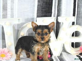 Yorkshire Terrier dogs Mia - Ad 4