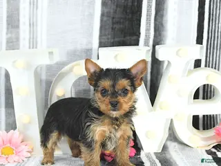 Yorkshire Terrier dogs Mia - Ad 32