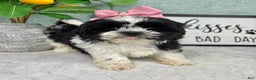 Shih Tzu dogs for sale: Kisses - Ad 2