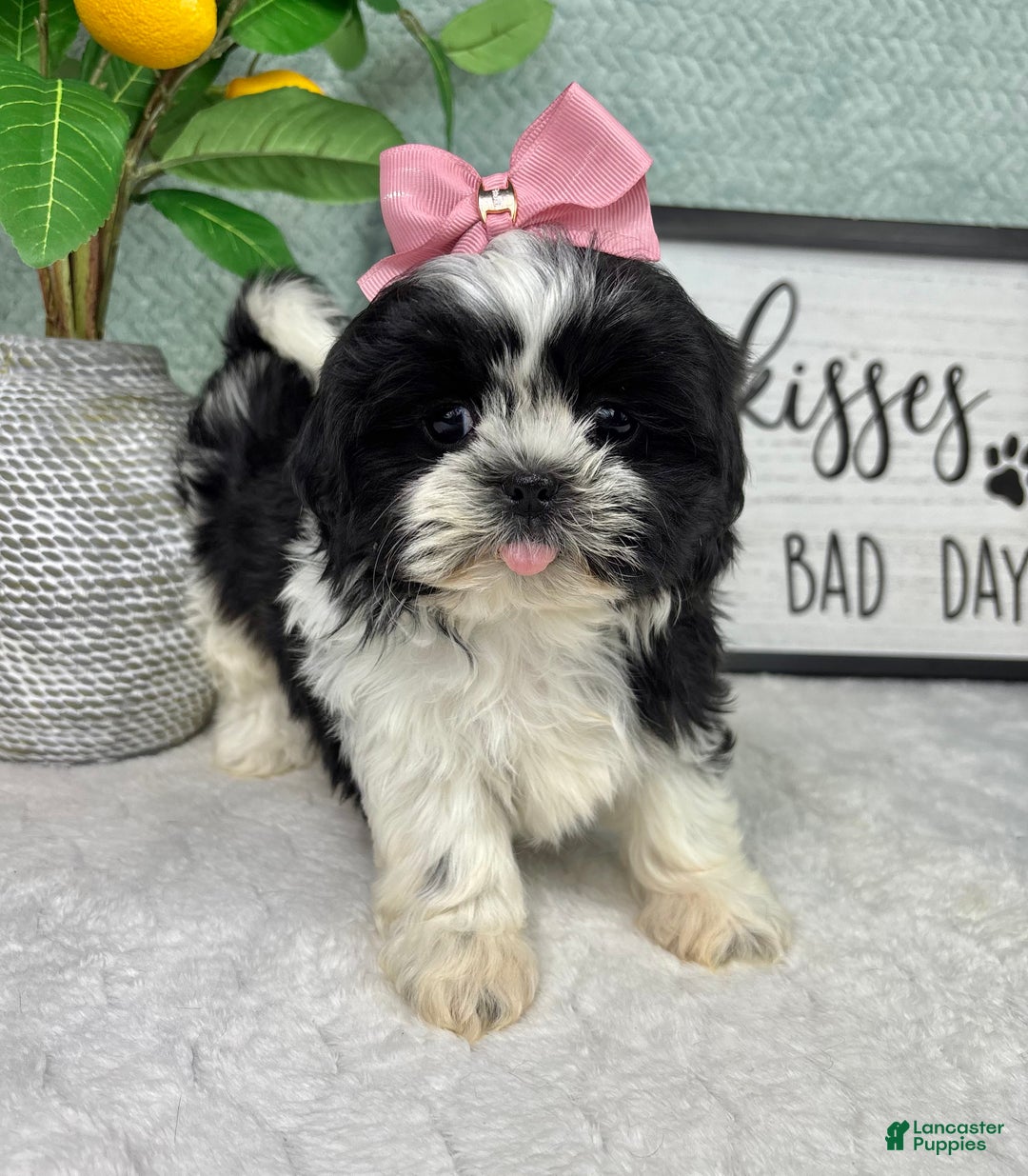 Shih Tzu dogs for sale: Kisses - Ad 2