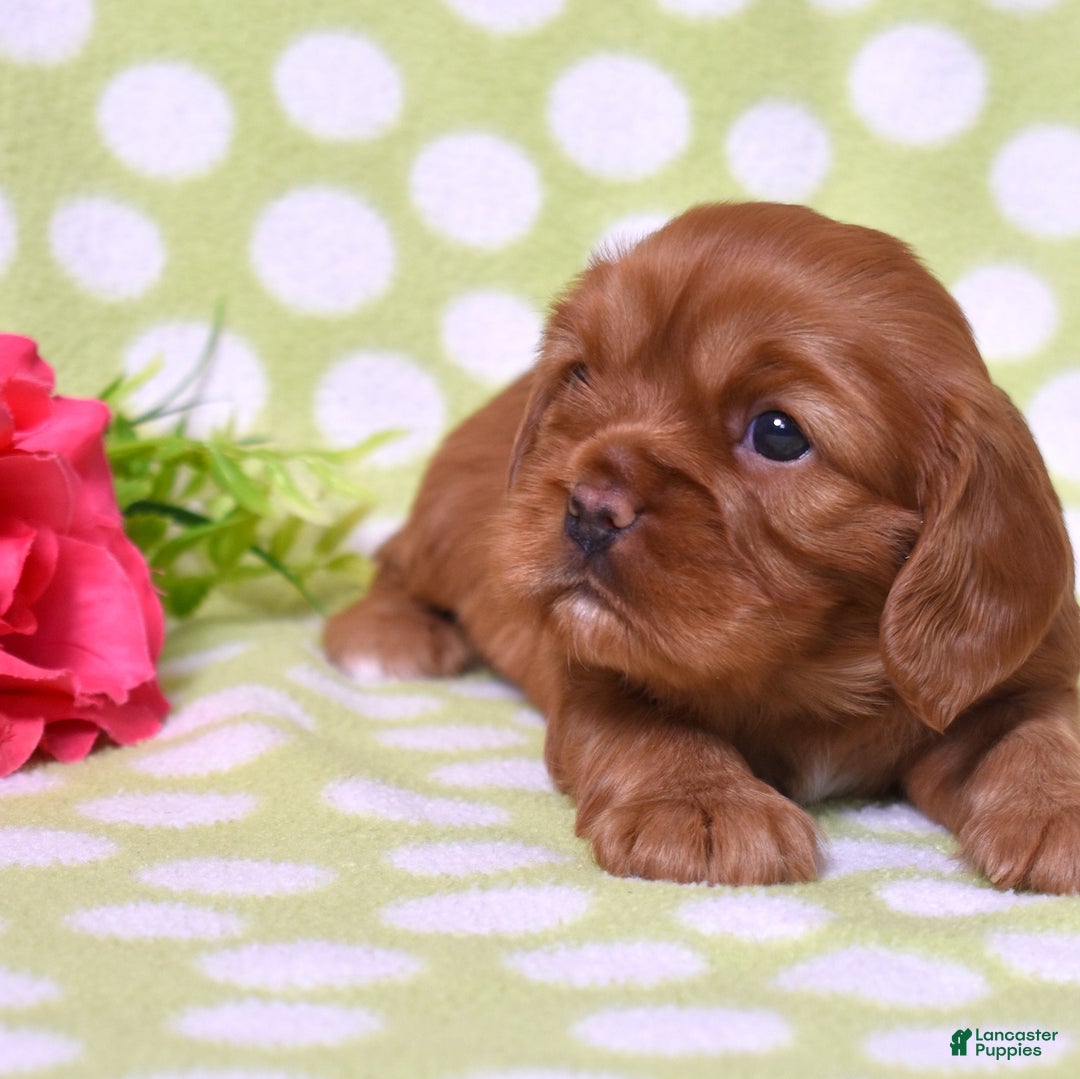 Cavalier King Charles Spaniel dogs for sale: Kenzie  - Ad 3