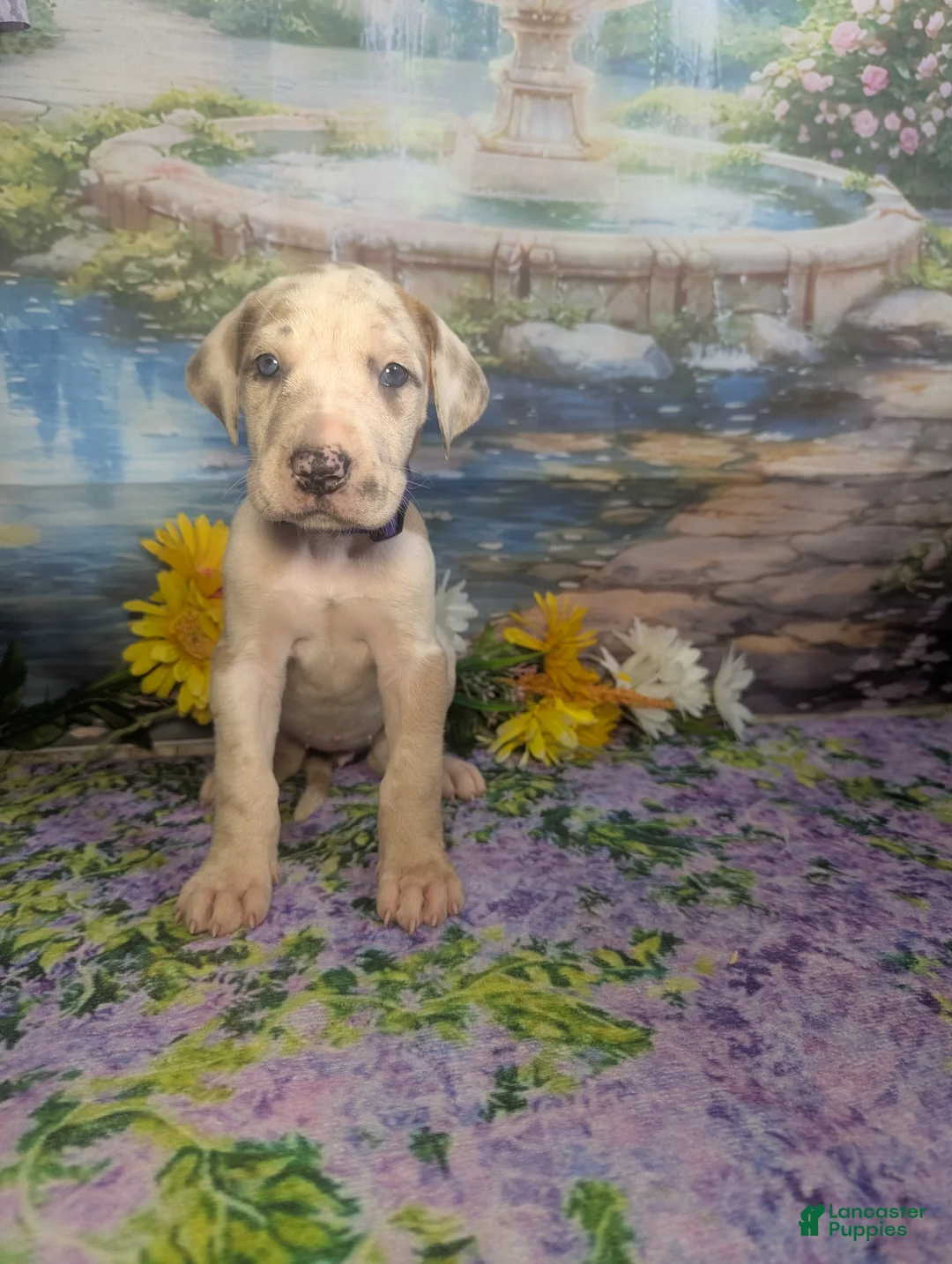 Great Dane dogs for sale: Tiana Blue Fawnequin Female  - Ad 2