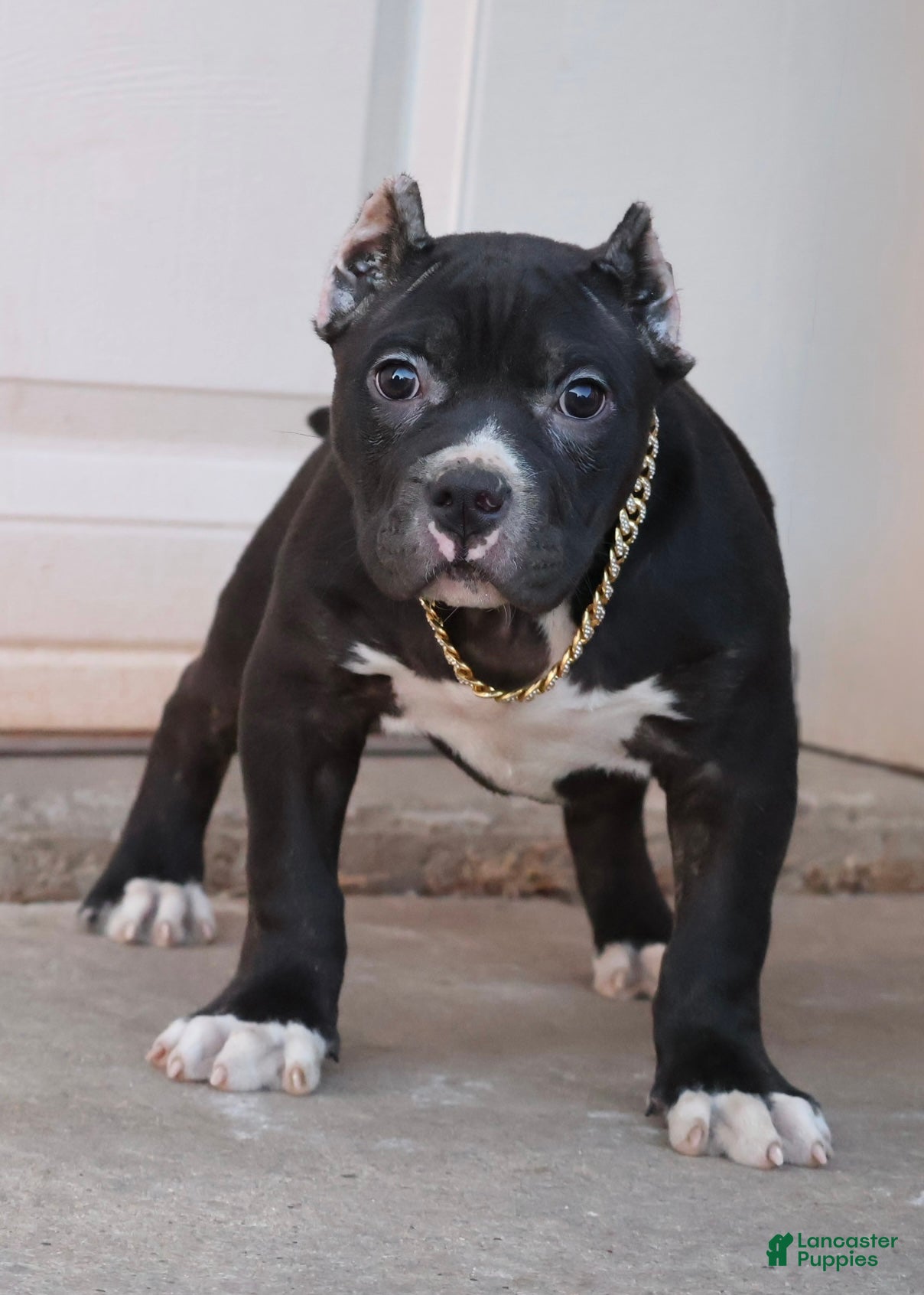 American Bully dogs Mulan - Ad 1