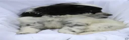 Portuguese Water Dog dogs for sale: Sammy - Ad 5