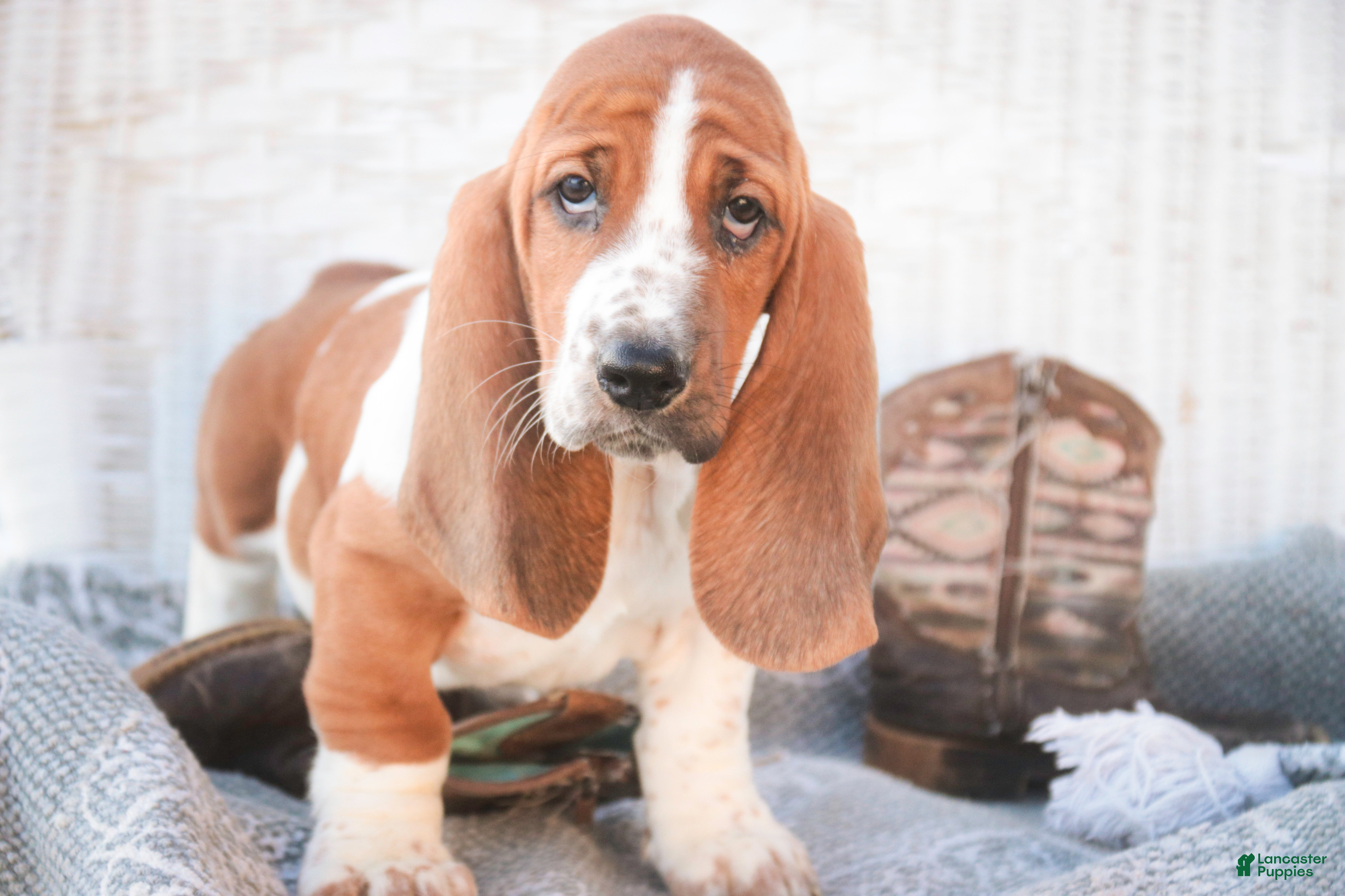 Basset Hound dogs Ainslie - Ad 1