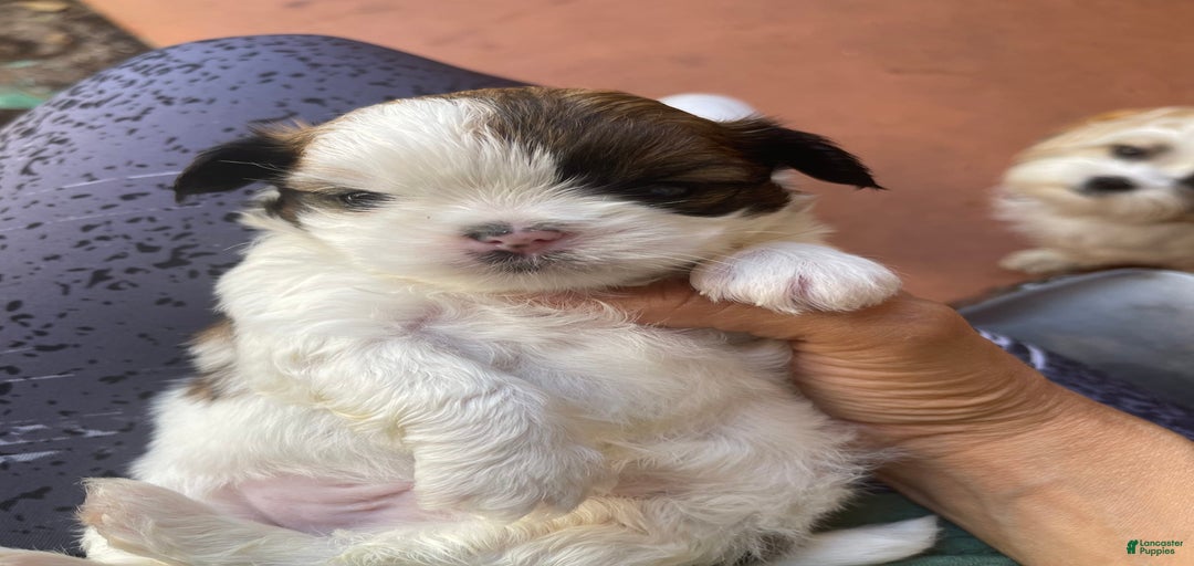 Gallery Image {{count}}