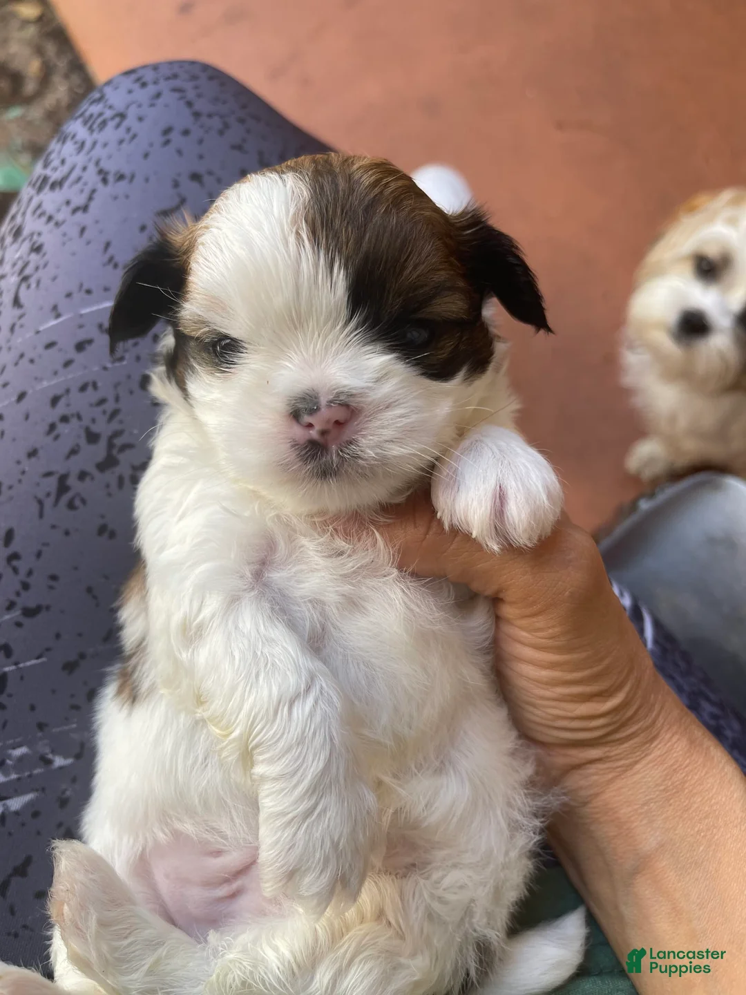 Gallery Image {{count}}