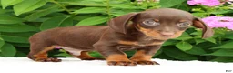 Miniature Dachshund dogs for sale: Jace - Ad 7