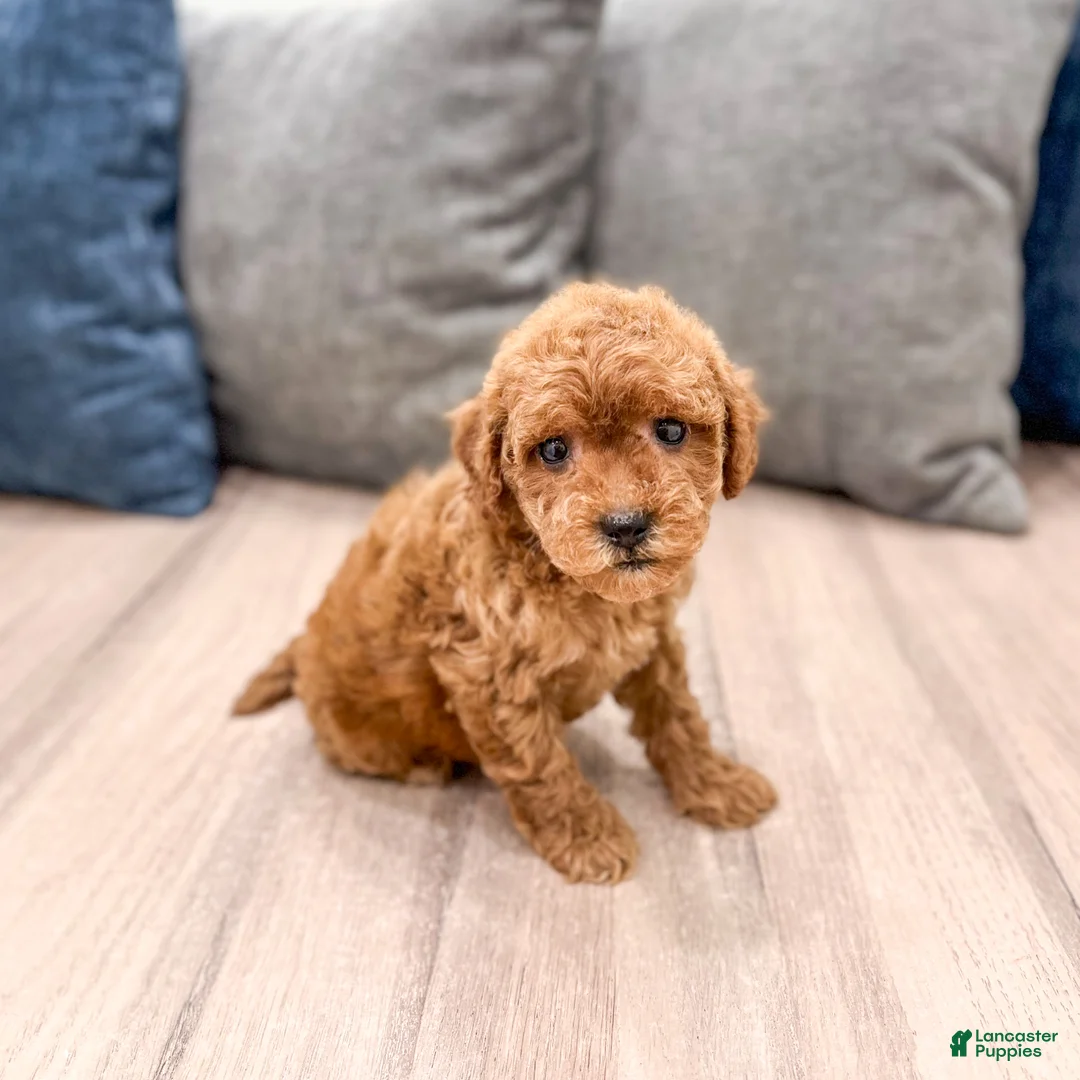 Mini Goldendoodle dogs for sale: Buddy - Ad 1