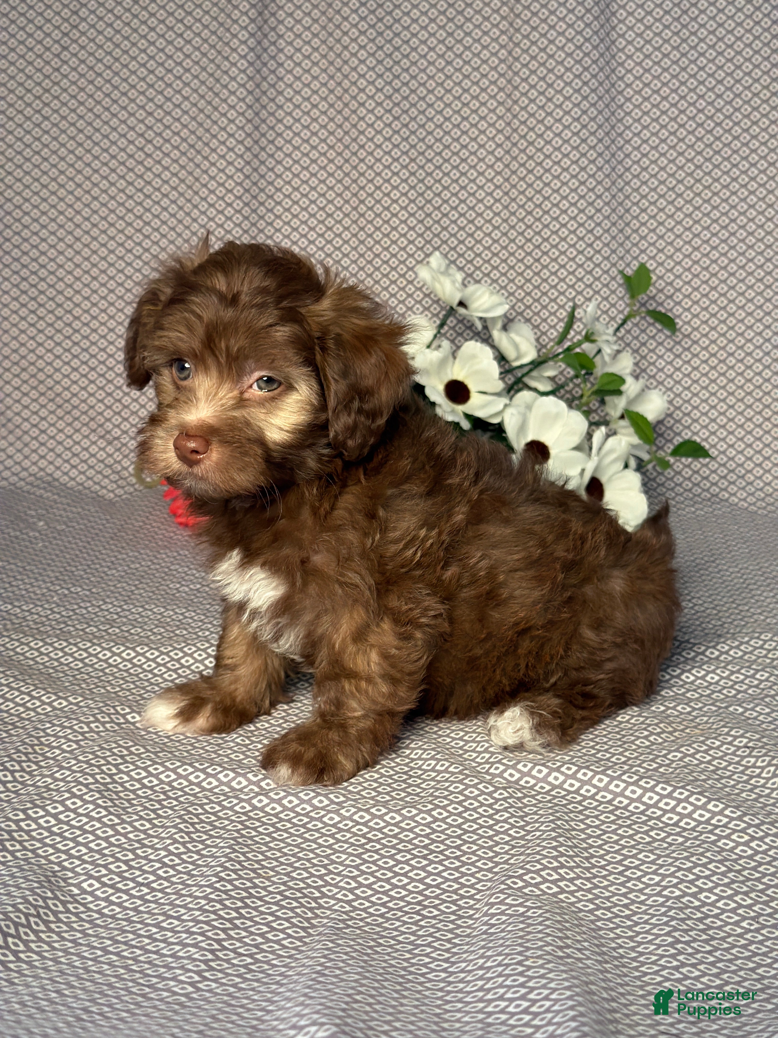 Havapoo dogs Cody - Ad 2