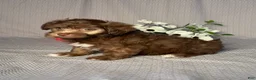 Havapoo dogs for sale: Cody - Ad 2