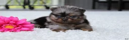 Pomeranian dogs for sale: Lexi - Ad 4