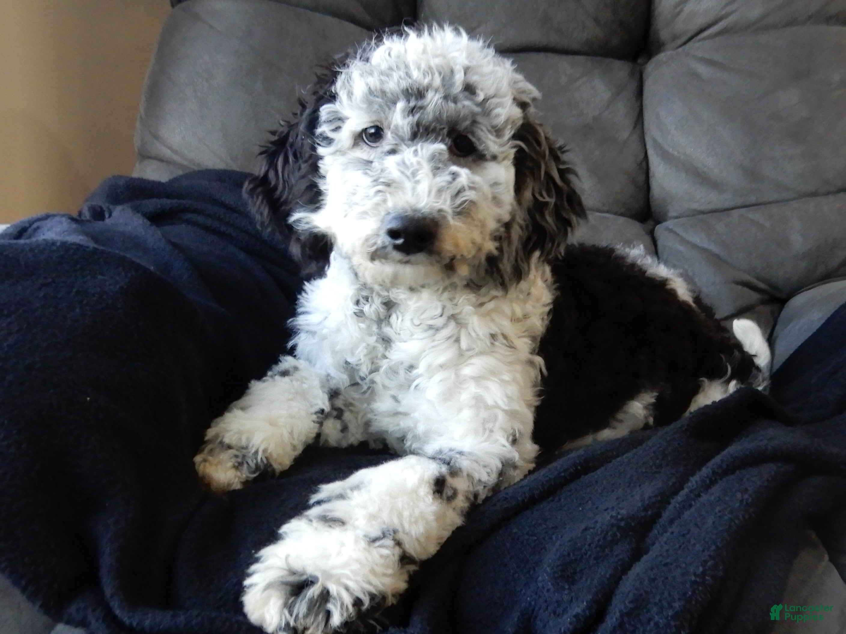 Sheepadoodle dogs Panda (medium) - Ad 3