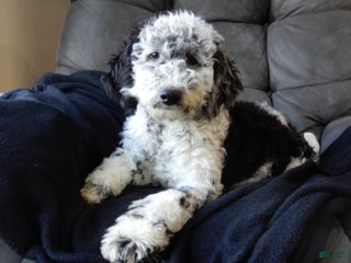 Sheepadoodle dogs Panda (medium) - Ad 3