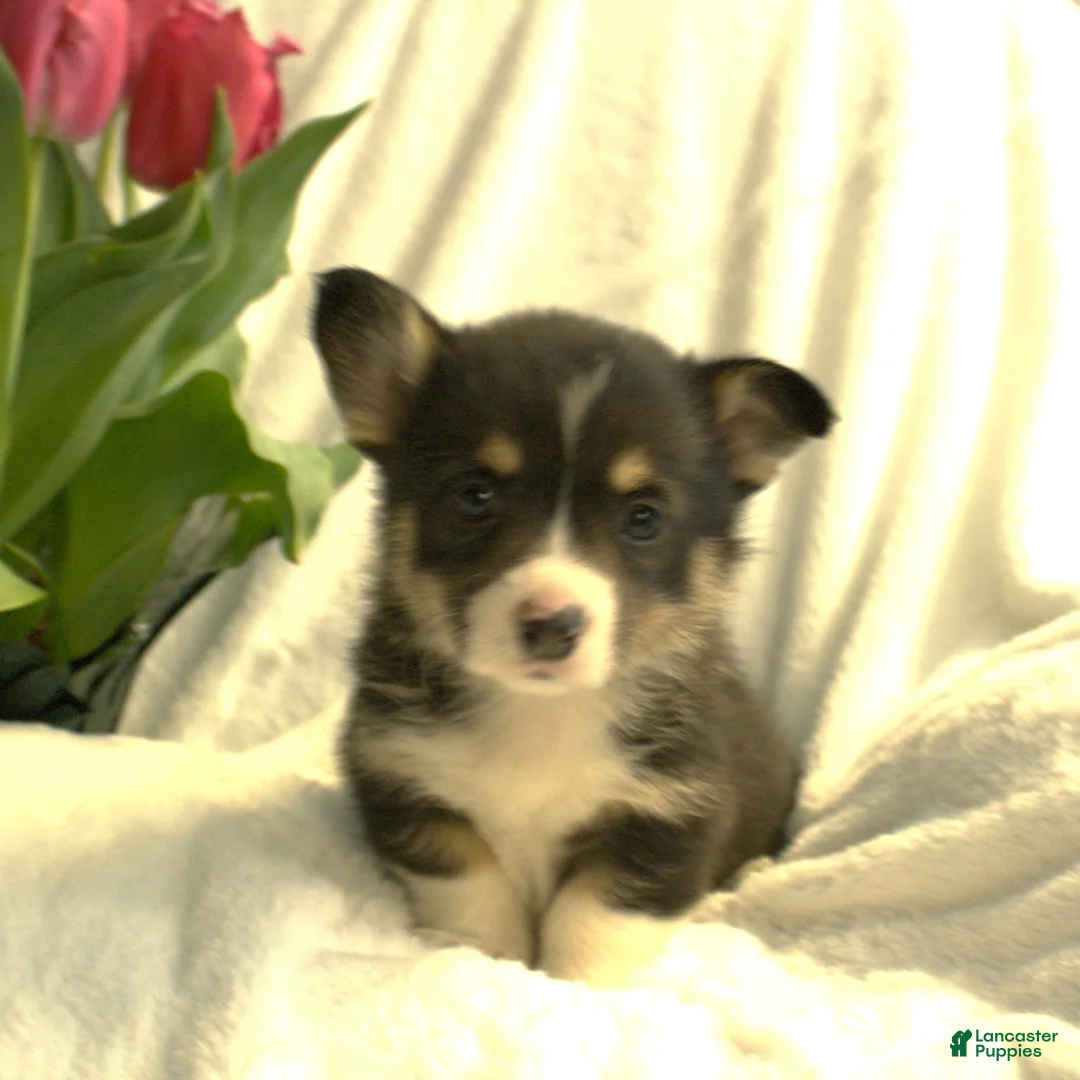 Welsh Corgi Pembroke dogs for sale: Dolly - Ad 1