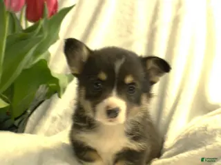 Welsh Corgi Pembroke dogs for sale: Dolly - Ad 1