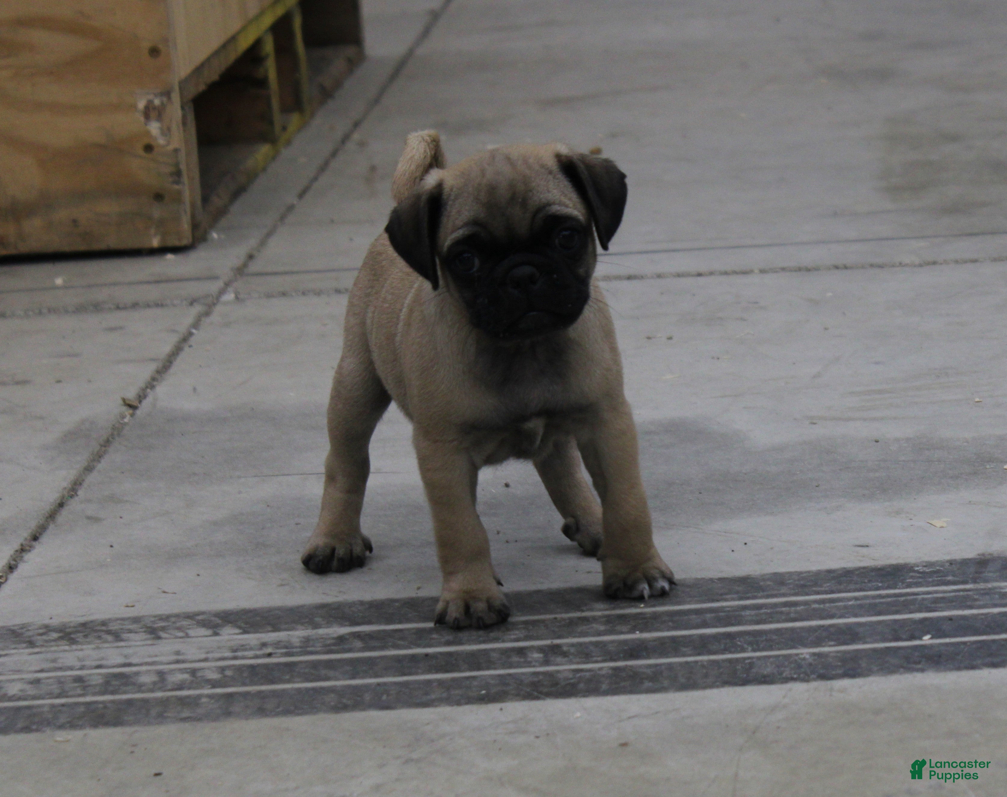Jug dogs Taden - Ad 2