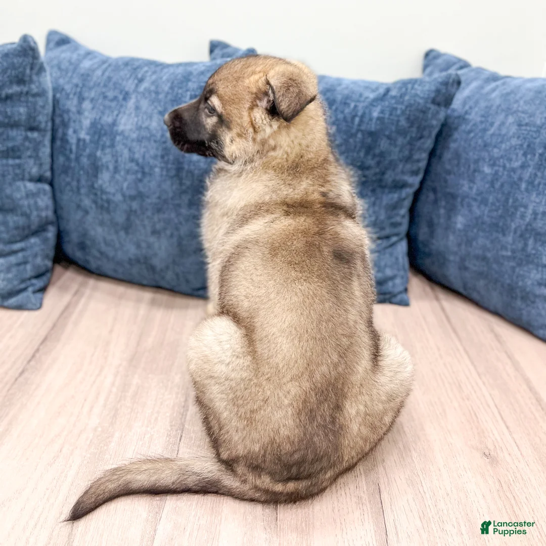 German Shepherd dogs for sale: Balto - Ad 5