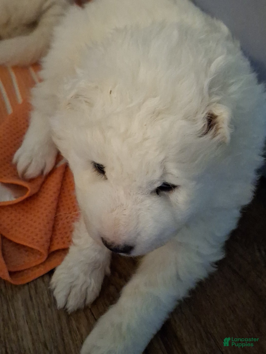 Samoyed dogs for sale: Samoyed Puppy 3 - Ad 1