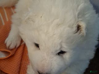 Samoyed dogs Samoyed Puppy 3 - Ad 13