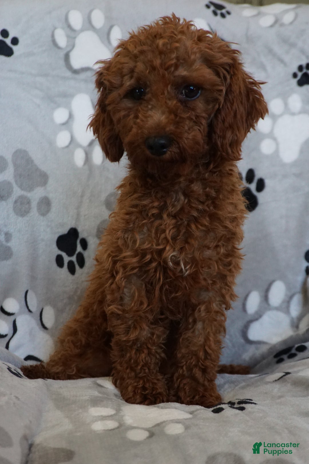 Miniature Poodle dogs for sale: Chester - Ad 8