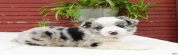 Border Collie dogs for sale: Tirzah - Ad 6