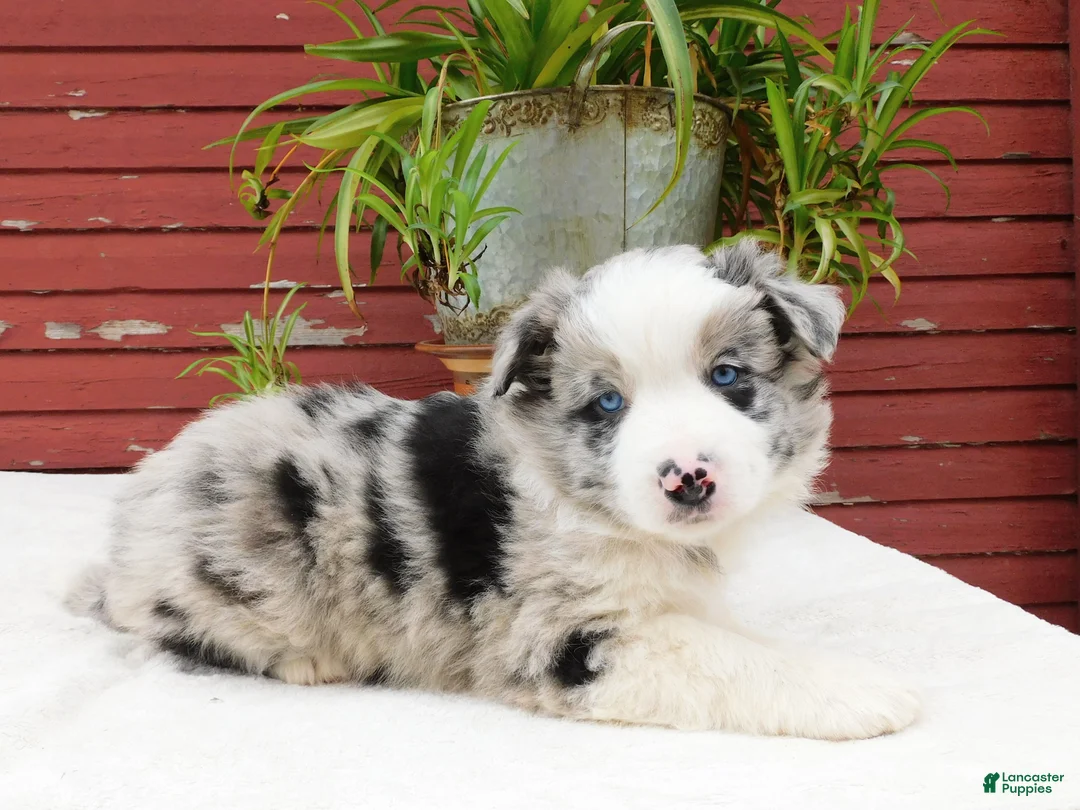 Border Collie dogs for sale: Tirzah - Ad 6