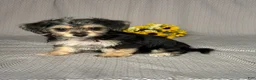 Yochon dogs for sale: Grace  - Ad 2