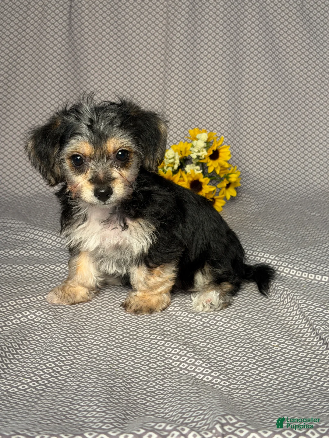 Yochon dogs for sale: Grace  - Ad 2