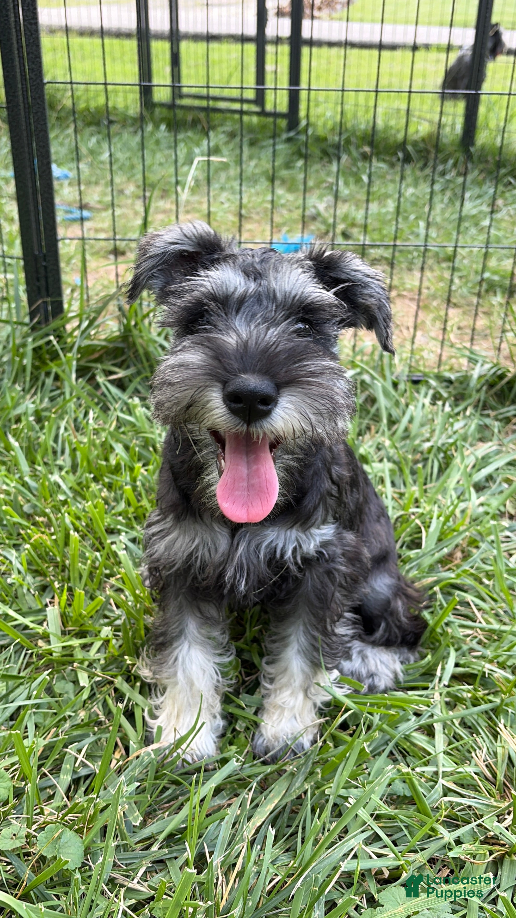 Miniature Schnauzer dogs Piglett - Ad 2