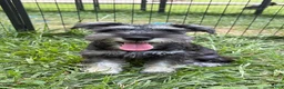 Miniature Schnauzer dogs for sale: Piglett - Ad 2