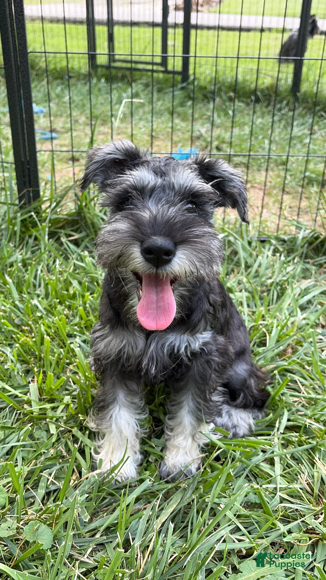 Miniature Schnauzer dogs for sale: Piglett - Ad 2