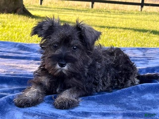 Miniature Schnauzer dogs - Ad 28