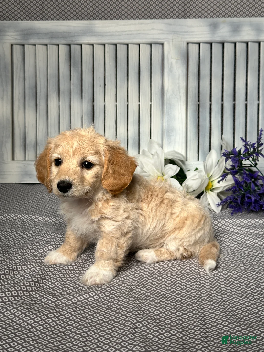 Mixed Breed dogs for sale: Callie - Ad 2